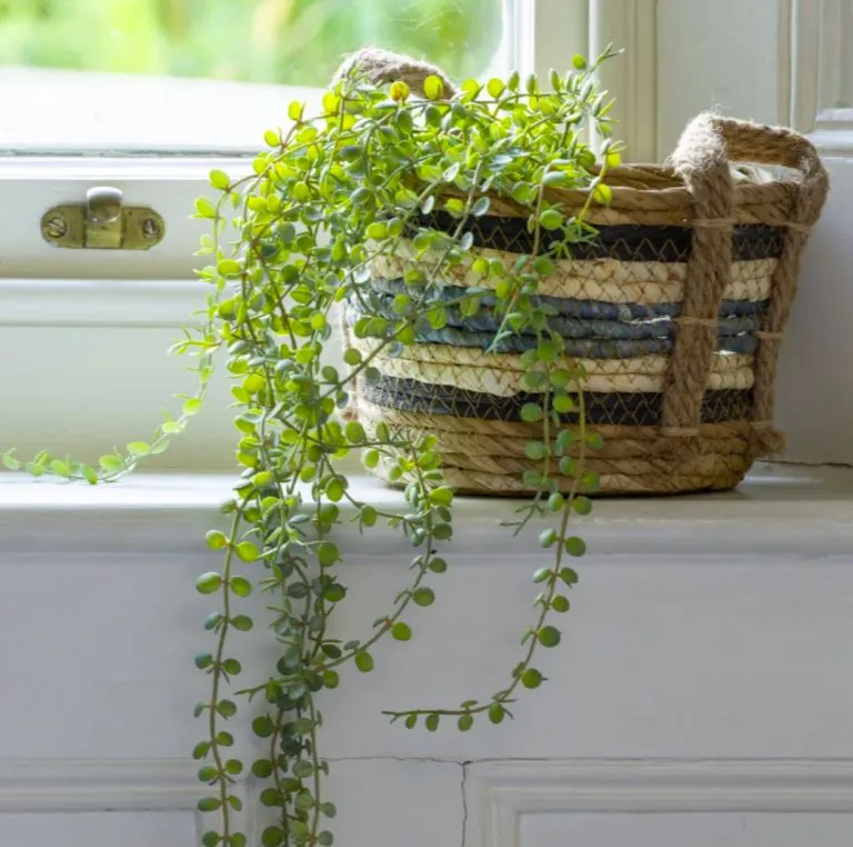 Set of Three Round Straw & Corn Baskets - Blue Stripe